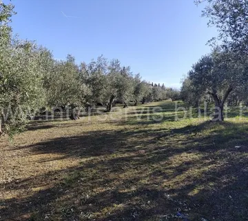 .::: Uredan maslinik kod Dubravica :::. - cover