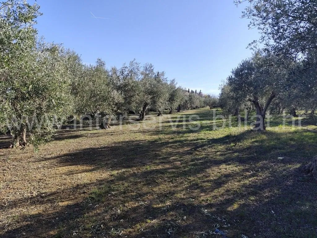 .::: Uredan maslinik kod Dubravica :::. - cover