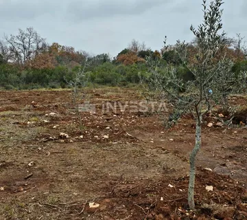 Mladi maslinik u Peroju 500 metara od plaže! - Peroj, Vodnjan