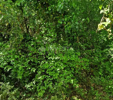 Poljoprivredno zemljište - 400m od mora - Peroj, Vodnjan