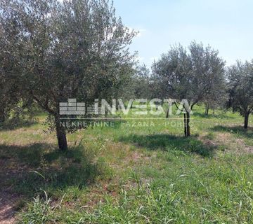 Poreč okolica, maslinik od 2000 m2 - cover
