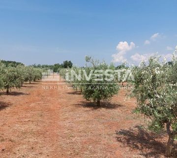 Poreč, Labinci, maslinik sa 150-ak maslina, 6000 m2 - cover