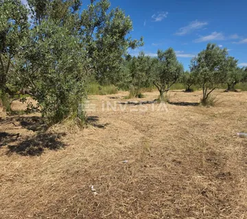 Fažana, prostrani maslinik blizu centra i mora