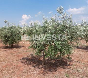 Poreč, Labinci, maslinik sa 150-ak maslina, 6000 m2 - cover