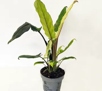 ALOCASIA LAUT.” Variegata” - cover