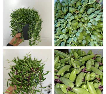 SENECIO HERREIANUS - cover