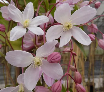 CLEMATIS ARM. “Apple Blossom” - cover