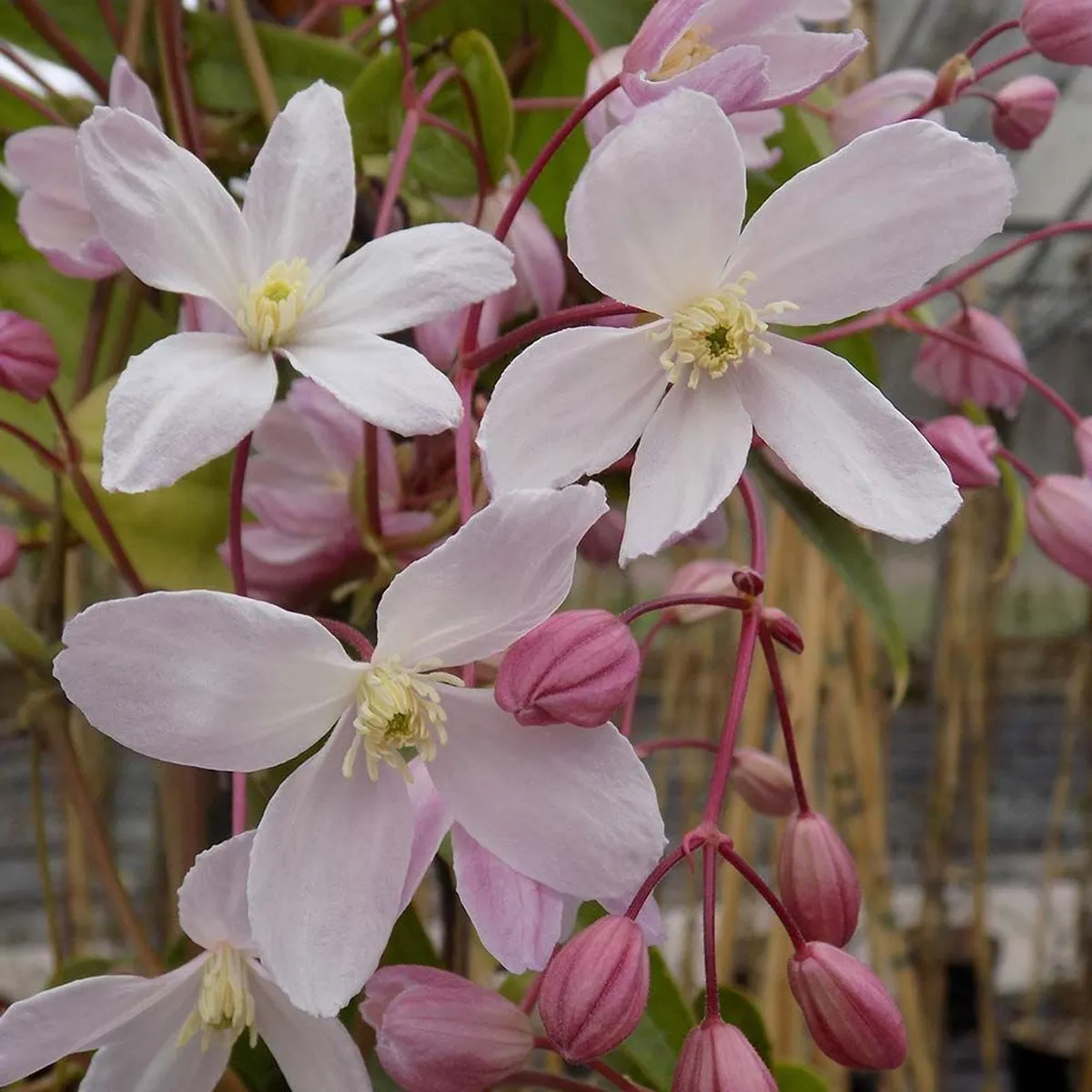 CLEMATIS ARM. “Apple Blossom” - cover