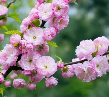 PRUNUS TRILOBA / ukrasni badem - cover