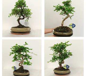 BONSAI KUĆNI - cover