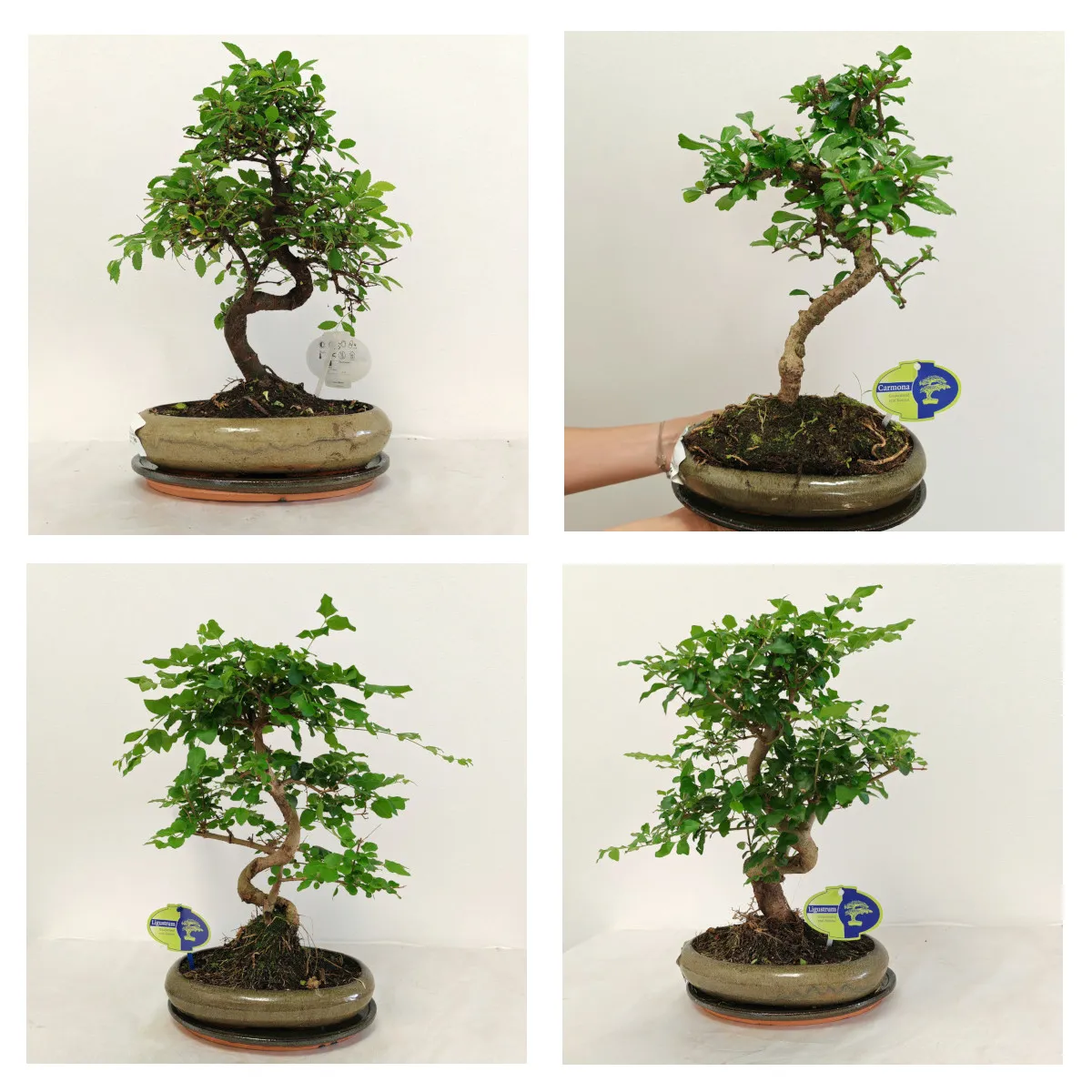 BONSAI KUĆNI - cover