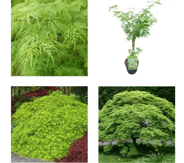 ACER PALMATUM “Dissectum” - cover