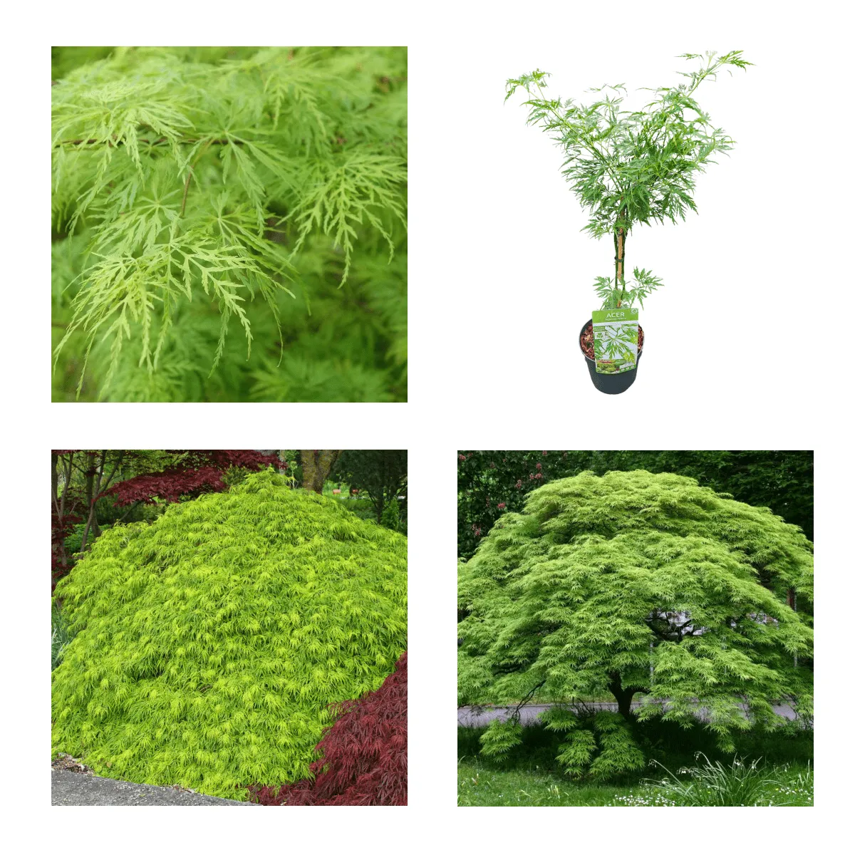 ACER PALMATUM “Dissectum” - cover