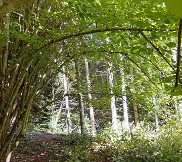 VRBOVSKO ŠUMSKO ZEMLJIŠTE -MOGUĆA GRADNJA LOVAČKE KUĆE - cover