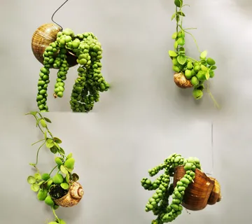 DISCHIDIA “Snaily” - cover