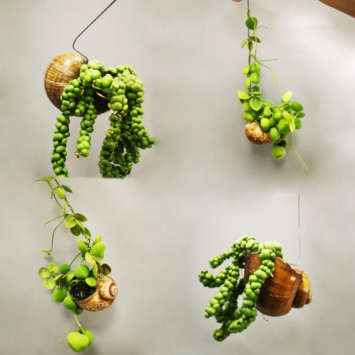 DISCHIDIA “Snaily” - cover