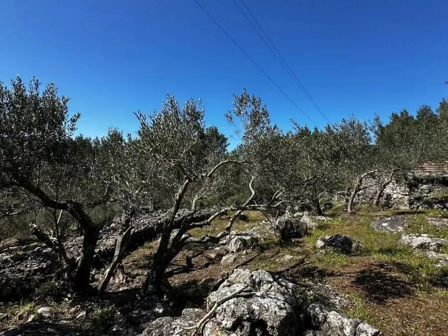 Fotografija