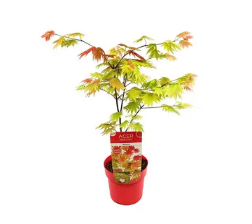 Acer shir. Moonrise - cover