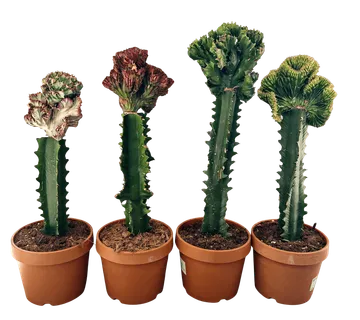 EUPHORBIA LACTEA ”Cristata” - cover