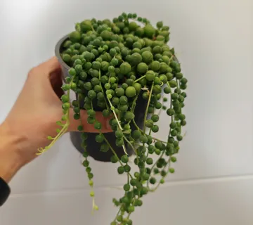 SENECIO ROWLEYANUS - cover