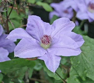 CLEMATIS “Hybrida Sieboldii” - cover
