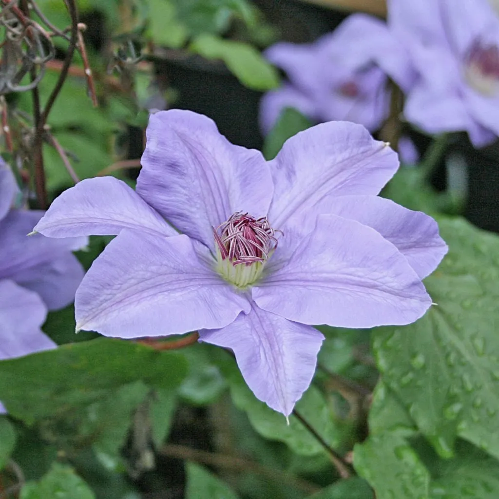 CLEMATIS “Hybrida Sieboldii” - cover
