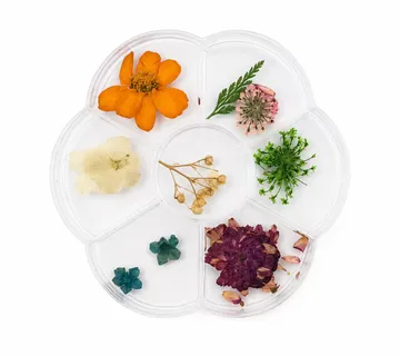 Dried Flower Mix Leaves & Flowers 1 - Zagreb