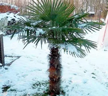 TRACHYCARPUS FOR./zimska palma - cover