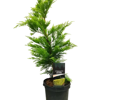 CUPRESSOCYPARIS LEY. “Gold Rider” - cover