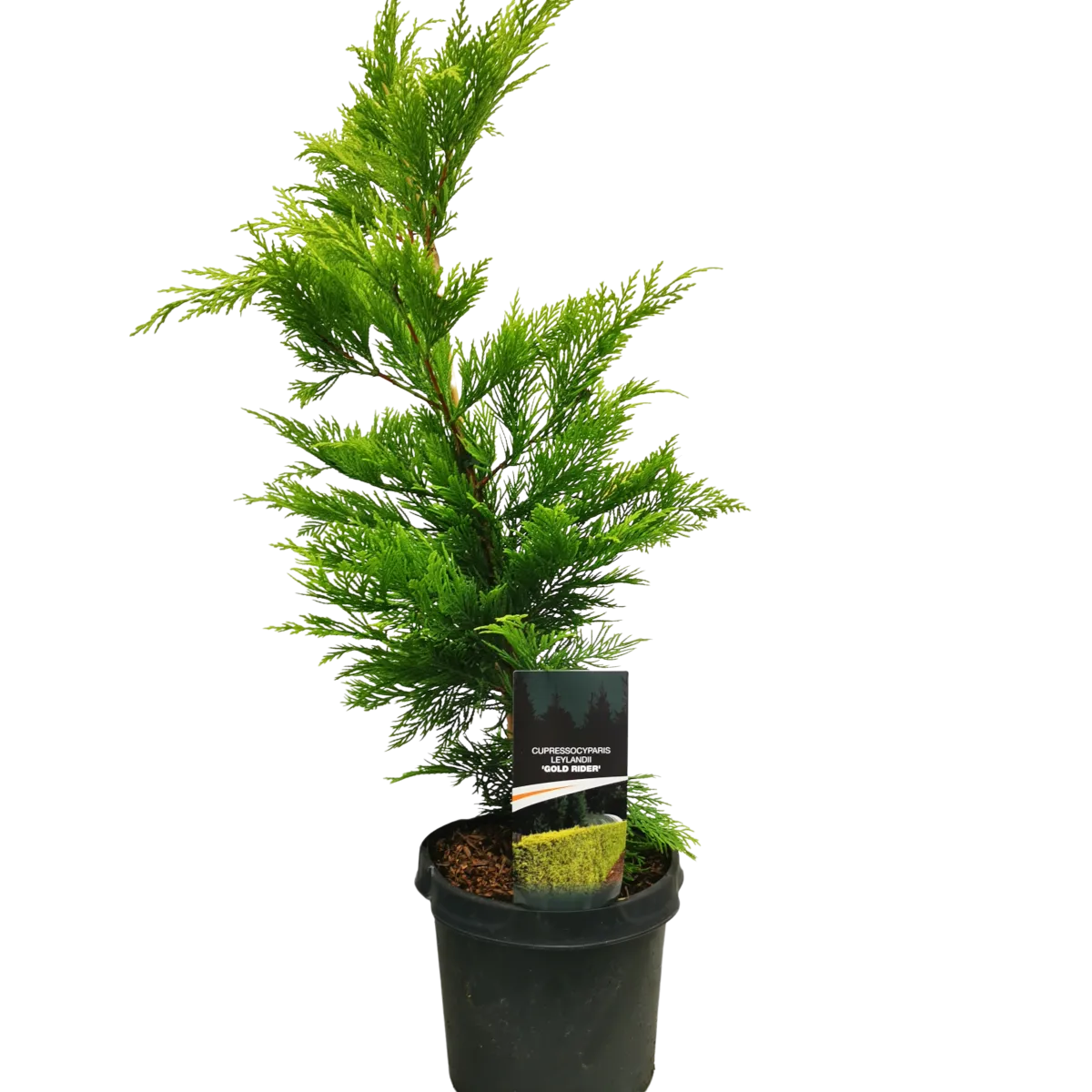 CUPRESSOCYPARIS LEY. “Gold Rider” - cover