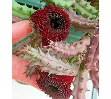 HUERNIA “Pendurata” - cover