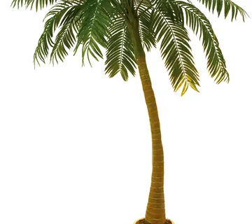 EUROPALMS Palm, 1 trunk, 300cm - cover