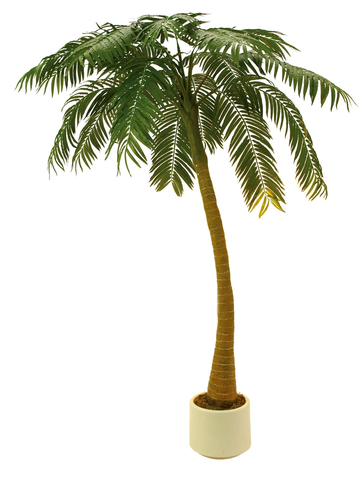 EUROPALMS Palm, 1 trunk, 300cm - cover