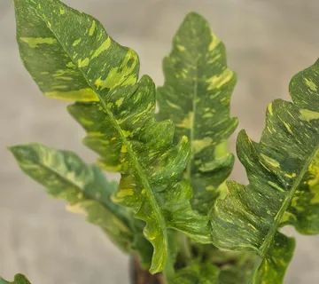 PHILODENDRON ‘Narrow Ring of Fire’ - cover