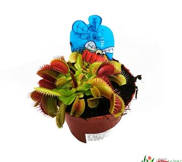DIONAEA MUSCIPULATA/muholovke - cover