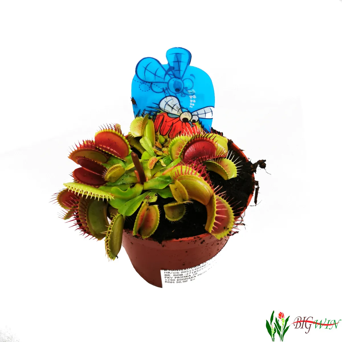 DIONAEA MUSCIPULATA/muholovke - cover
