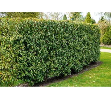 PRUNUS L. “Angustifolia”p.lovor višnja - cover