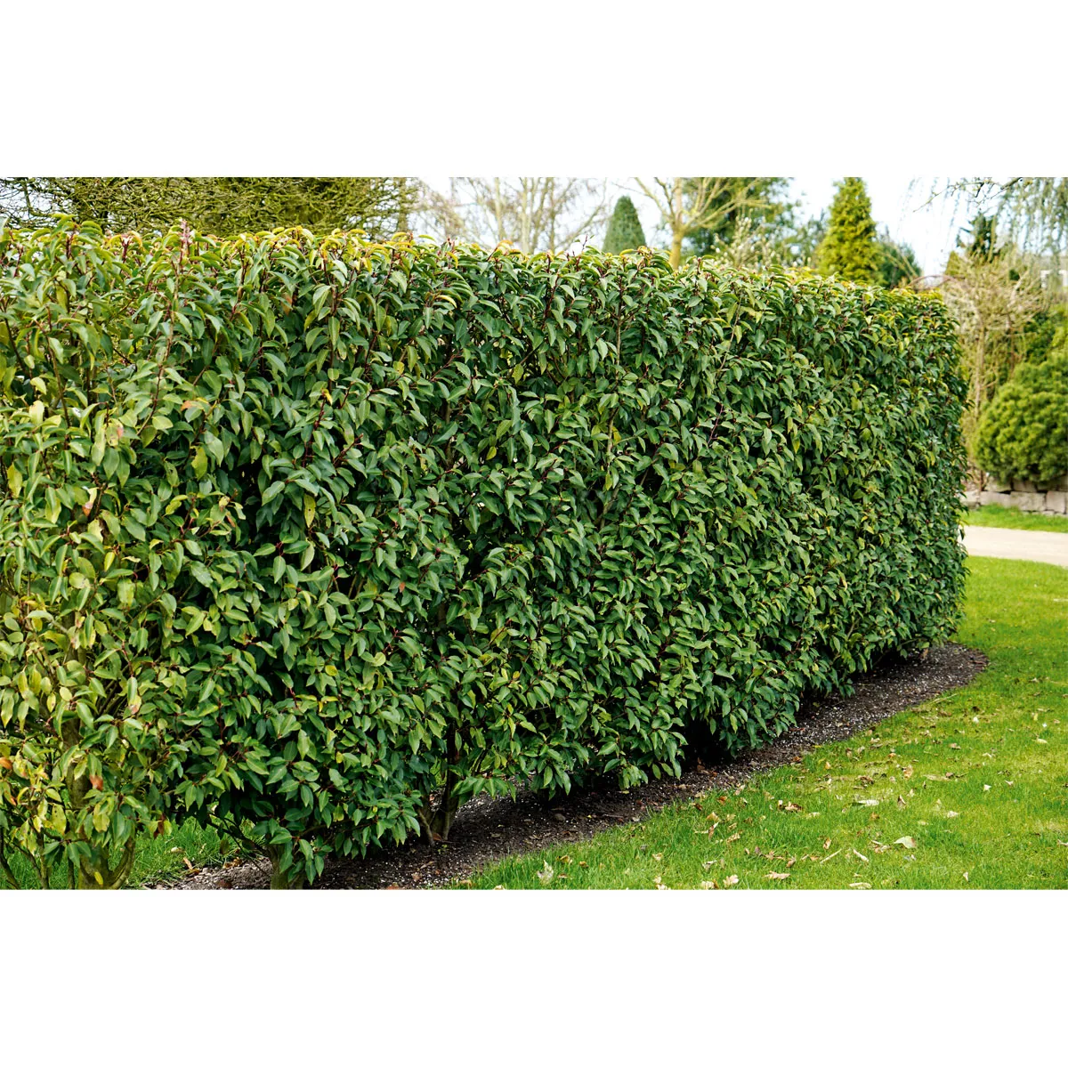 PRUNUS L. “Angustifolia”p.lovor višnja - cover