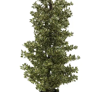 EUROPALMS Wood ficus silver leaf, 120cm - cover