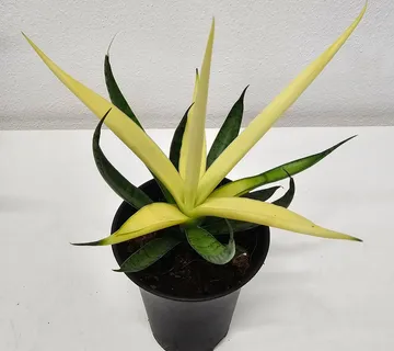 SANSEVIERIA “Comet Chrysanta Lemon” - cover