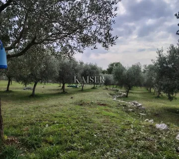 Istra, Vodnjan-maslinik 2100m2 s 90 maslina