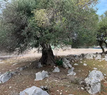 Otok Pag, Lun - jedinstveno građevinsko zemljište sa maslinikom - cover