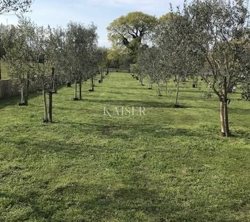 Otok Krk, Malinska - maslinik s vikendicom i pogledom na more - cover