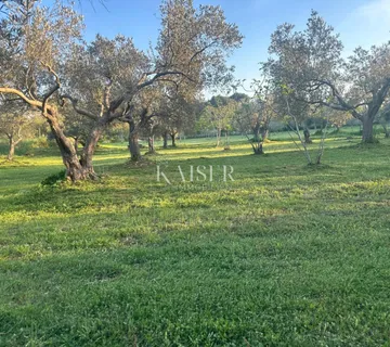 Istra, Vodnjan- Maslenik 2000m2 s 40 maslina  - cover