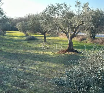 Istra, Bale- Stoljetni maslinik 3000m2 uz cestu Bale–Rovinj - cover