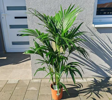 KENTIA PALMA - cover