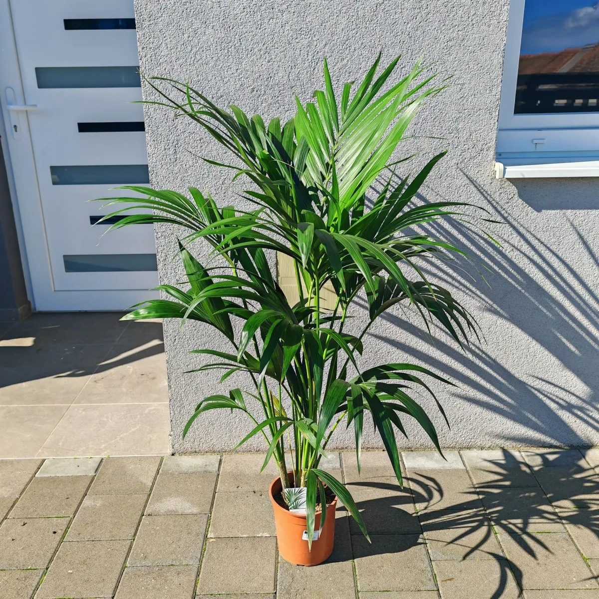 KENTIA PALMA - cover