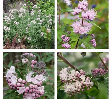 CARYOPTERIS CLA. “Stephi” - cover