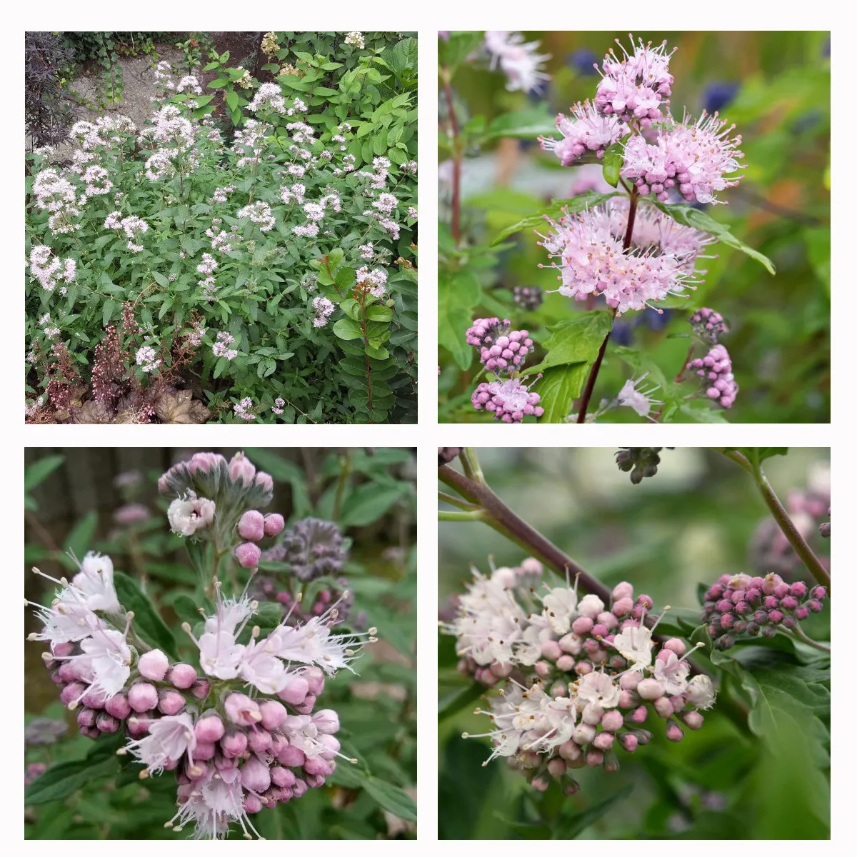CARYOPTERIS CLA. “Stephi” - cover