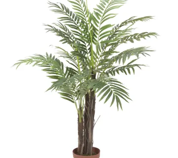 EUROPALMS Phoenix palm tree, 120cm - cover
